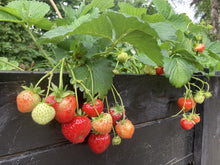 Moestuinbak met uniek waterbuffersysteem
