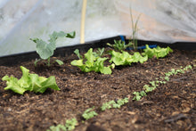 Moestuinbak met uniek waterbuffersysteem