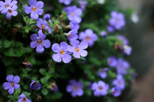 stapeltuin, cortenstaal, verticaal tuinieren, bloemen