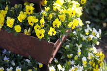 stapeltuin, cortenstaal, verticaal tuinieren, bloemen, violen